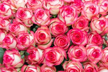 Pink and white rose background