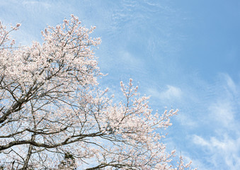 桜の花