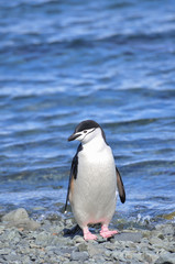 Fototapeta premium Penguin Chinstrap