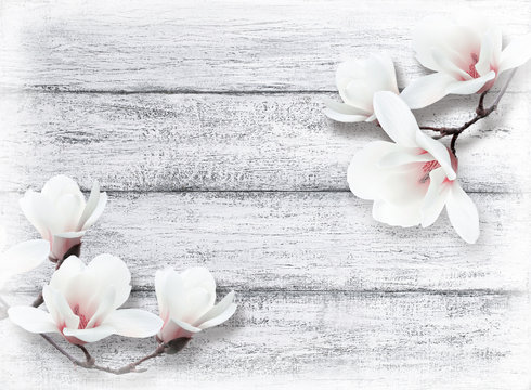 Fototapeta Magnolia flowers on background of shabby wooden planks