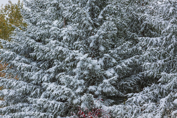 Fresh Snowfall on Evergreen Trees