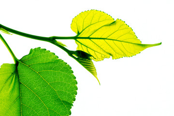 Just leaf