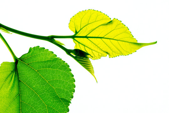 Fototapeta Just leaf