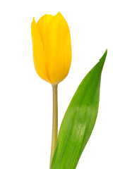 Yellow tulip isolated on white background
