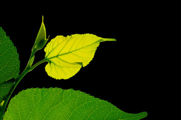 Just leaf