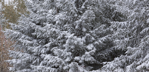 Fresh Snowfall on Evergreen Trees
