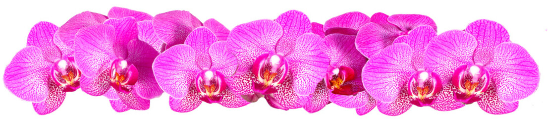 Panele Szklane Podświetlane  Różowa orchidea na białym tle panorama