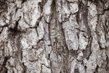 Surface Tree