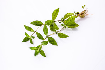 herb peppermint isolated on white background