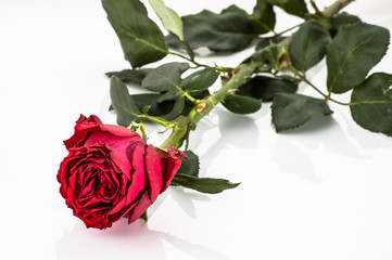 Red rose on white background