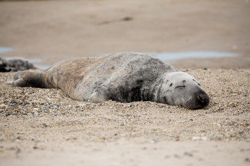 Fototapeta premium atlantic Grey Seal portrait