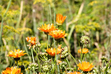 Calendula officinalis in the summer garden