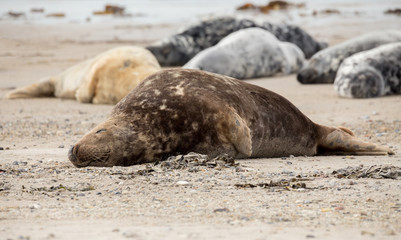 Naklejka premium atlantic Grey Seal portrait