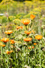 Marigold, Calendula officinalis summer flowers backgrounds. Flow