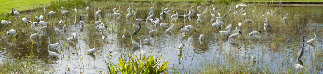 Flock of different types of wading birds: Great Blue Heron (Ardea herodias), Great Egret (Ardea...