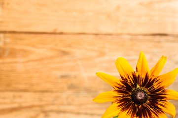 Flower of rudbeckia on wooden background