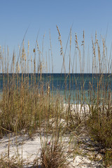 Dune area before the beach with american dune grass (Ammophila breviligulata) Pensacola Beach, Florida also known as American beachgrass or American marram grass.
