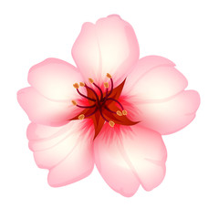 Almond flower isolated