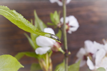 a drop of water, dew on a green leaf on the background of flowers
