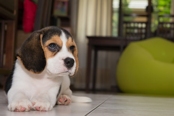 beagle puppy, beagle