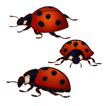 Set of 3 ladybugs