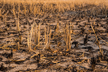 destructive agricultural practice in Thailand