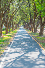 Trees Tunnel