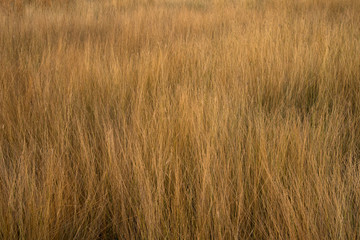 Field of dried grass