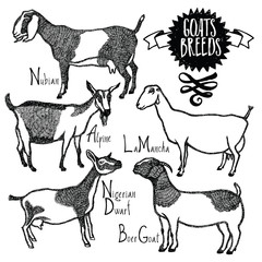 Goats Breeds Vector illustration Sketch style Hand drawn