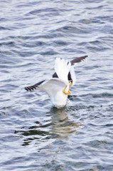 Seagull diving to catch shell