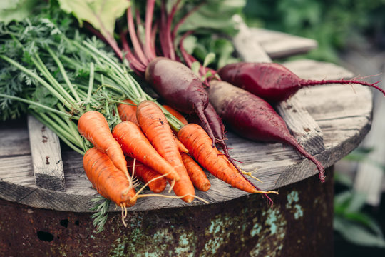 Fresh vegetables, carrots and beets.