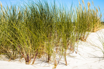 Landscape of sand dune and grass by the sea