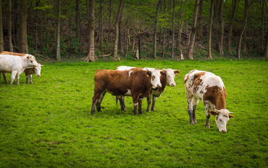Fototapeta na wymiar cows on meadow. Cows grazing on a field