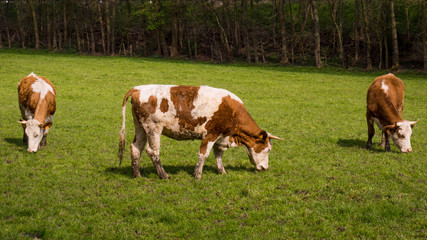 Naklejka na ściany i meble cows on meadow. Cows grazing on a field