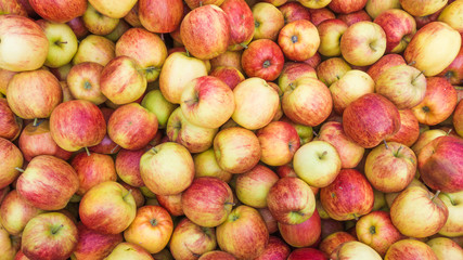 fresh red and yellow apples.  Group of apples