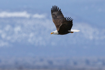 Bald Eagle in Flight