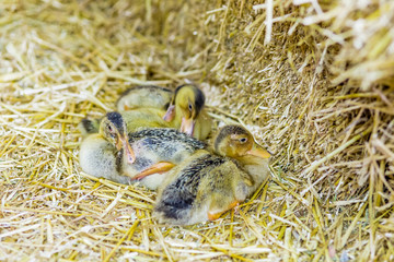 ducklings squatting on straw