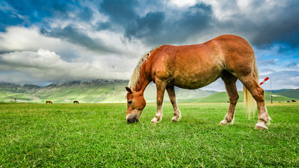 Fototapeta na wymiar Horse in valley near Castelluccio, Umbria, Italy