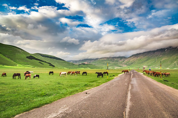 Obraz premium Beautiful horses in mountain ranch, Italy