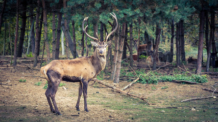 Deer in the forest in autumn