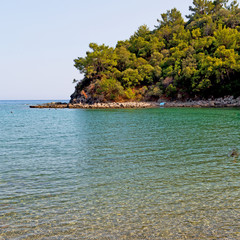 pine plant and tree in the mediterranean see turkey europe