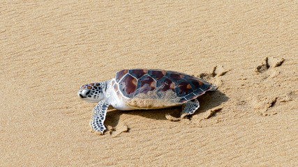 turtle release festivals are organized in Andaman sea of Phuket Thailand
