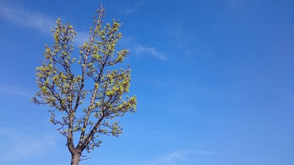 Blooming tree with clear blue sky in spring on a sunny day