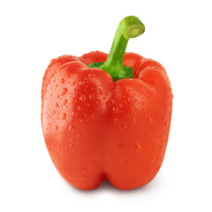 Fresh red bulgarian paprika pepper isolated on white background covered with water drops. Sweet natural pepper. Organic vegetable vegetarian food. Fresh grown red plant. Organic paprika pepper.