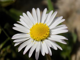 Obraz premium Daisy flower on meadow
