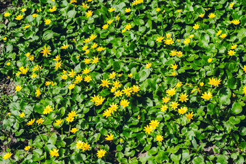 Small yellow flowers in the meadow.