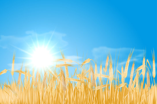 Abstract summer landscape with cornfield, sun and clouds