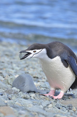 Fototapeta premium Penguin chinstrap