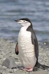Penguin chinstrap