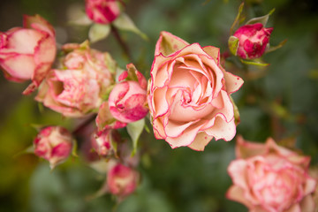 Rose bush with lots of pink roses in bloom, soft focus. Pink roses in garden. outdoors.